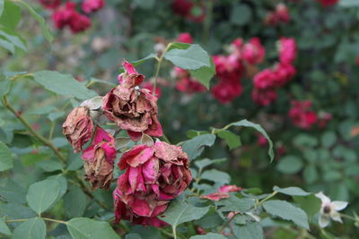 Close-up of wilted pink flowering plant