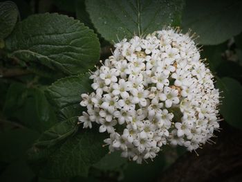 Close-up of hydrangeas blooming outdoors