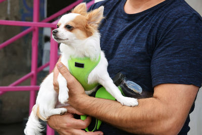 Small cute dog on owners hands. pretty dog on walk with owner. favorite pet.