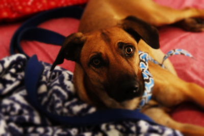 Close-up of dog relaxing on bed