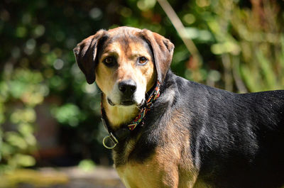 Close-up portrait of dog