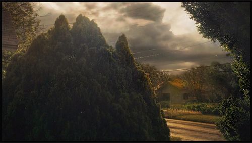 Trees against cloudy sky