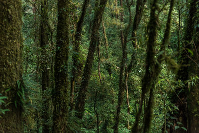 Full frame shot of trees in forest