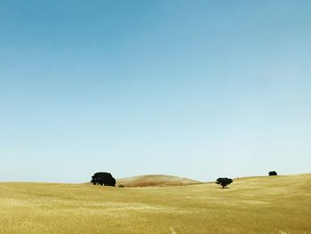 Hay bales on field against clear blue sky