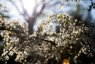 Close-up of cherry blossom