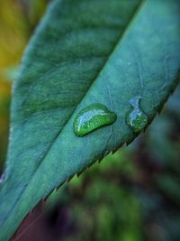 Close-up of raindrops on leaf