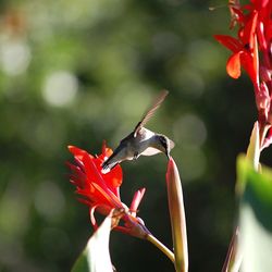 Close-up of red flower