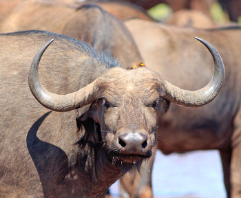 Close-up portrait of buffalo