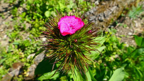 Close-up of pink flowering plant