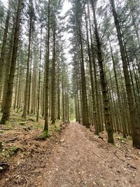 View of trees in forest