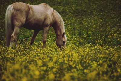 Horse grazing in field