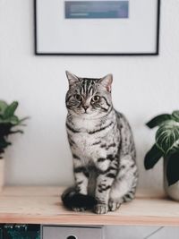 Portrait of cat sitting on table at home