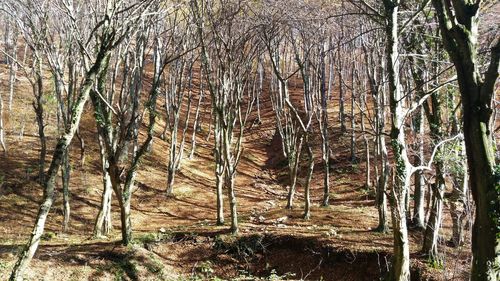 Trees in forest