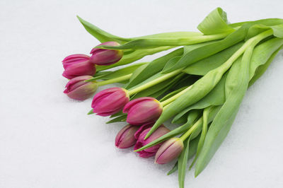 Close-up of pink tulips on table