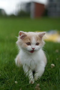 Close-up of a cat on field