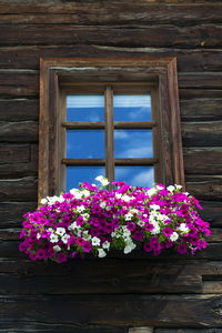 Close-up of pink flowers growing on wooden wall of building