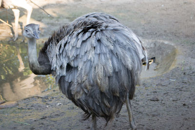 Close-up of bird perching on land