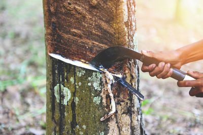 Close-up of hands cutting tree trunk