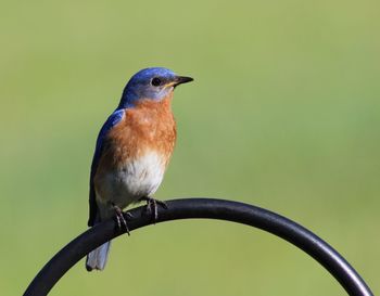 Close-up of bird perching on branch