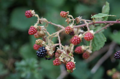 Close-up of red berries growing on tree