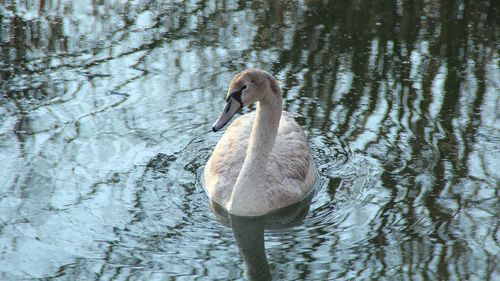 Close-up of swan swimming in lake