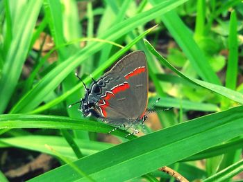 Close-up of butterfly perching on plant