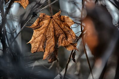 Close-up of dry maple leaf