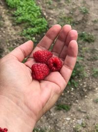 Close-up of hand holding strawberries