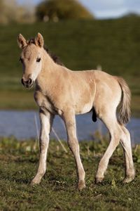 Foal standing on field