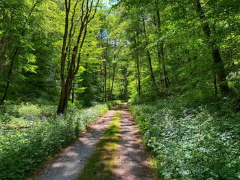 Road amidst trees in forest