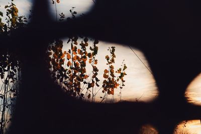 View of trees at sunset