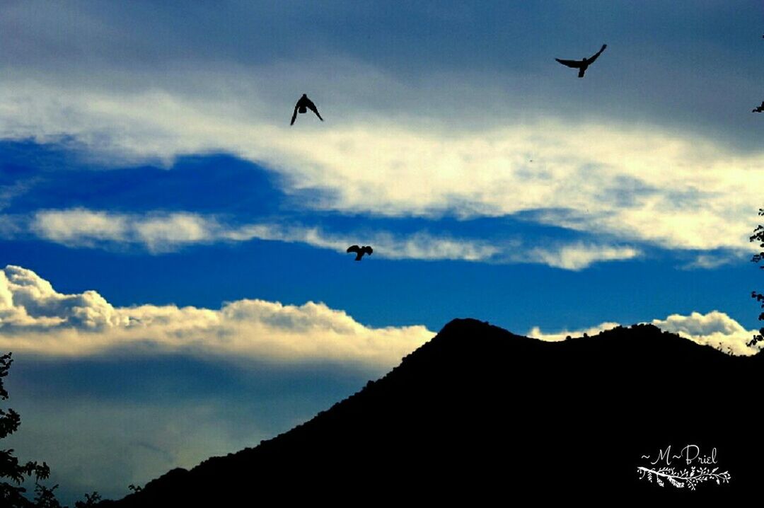 flying, mid-air, bird, low angle view, sky, airplane, animal themes, air vehicle, spread wings, transportation, animals in the wild, cloud - sky, wildlife, mode of transport, built structure, cloud, on the move, blue, architecture, building exterior