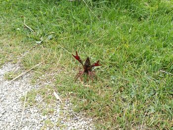 Insect on grassy field