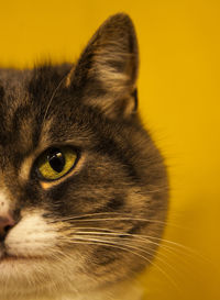 Close-up portrait of cat