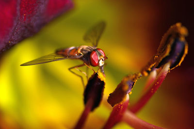 Close-up of insect on red flower