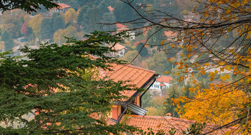 Trees and plants growing outside house in forest during autumn