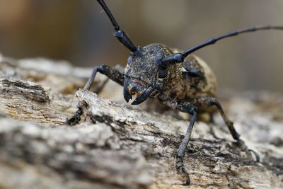 Close-up of insect on rock