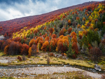 Trees in forest