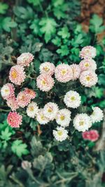 Close-up of flowers blooming outdoors