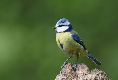 Close-up of bird perching on a leaf