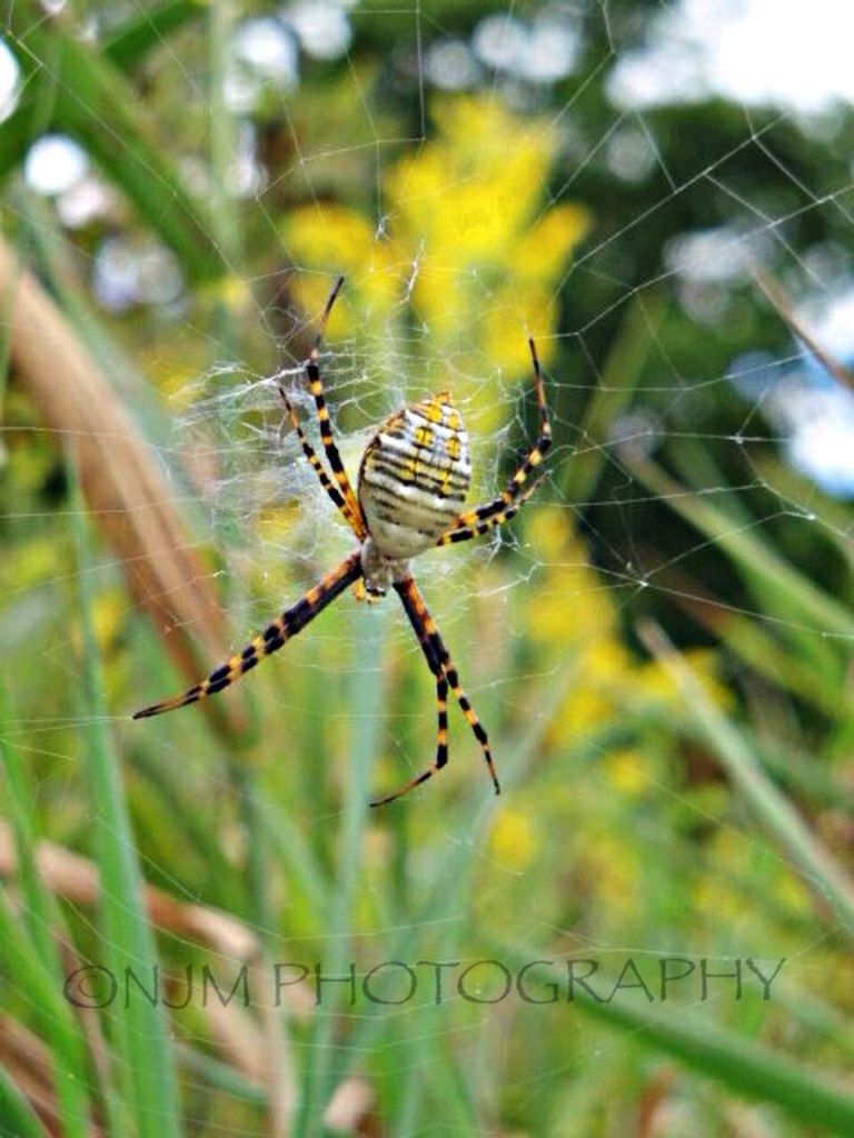 Arachnid photography