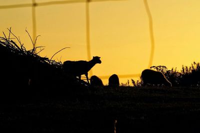 Dog on field at sunset