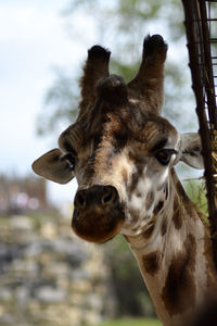 Close-up of horse against sky