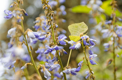 Close-up of purple flowers hanging on plant