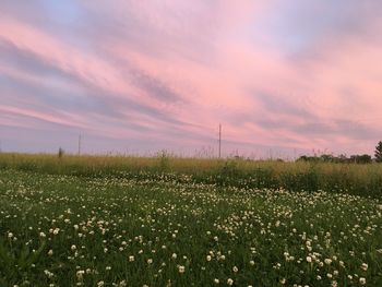 Scenic view of grassy field against sky during sunset