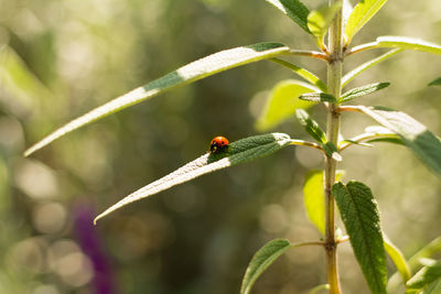 Close-up of ladybug on plant