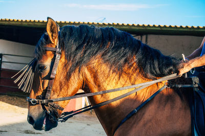 Horse cart in ranch