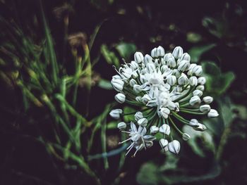 Close-up of white flower blooming outdoors