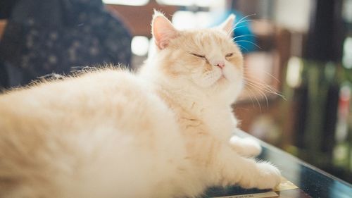 White cat with closed eyes lying on table