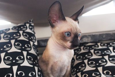 Cornish rex kitten 